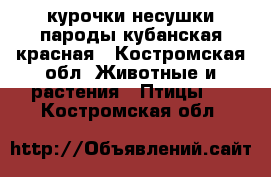курочки несушки пароды кубанская красная - Костромская обл. Животные и растения » Птицы   . Костромская обл.